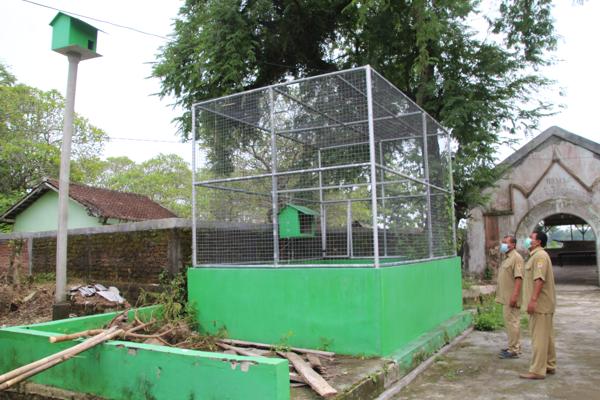 Bantu Petani Gledeg Klaten, Tyto Alba Bunuh 30 Tikus dalam Semalam