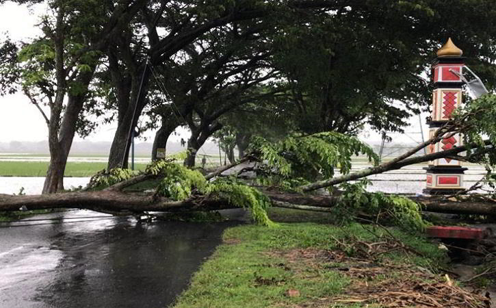 Diterjang Angin Kencang, Pohon Besar di Sukoharjo Tumbang