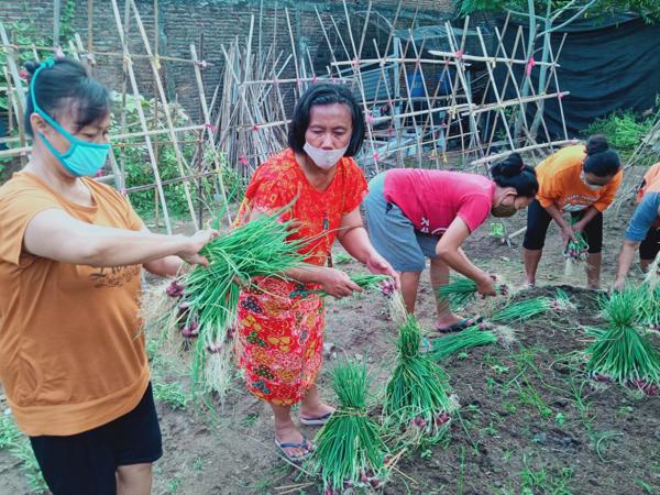 Kelompok Wanita Tani di Banjarsari Solo Sukses Berbisnis Sayur Organik