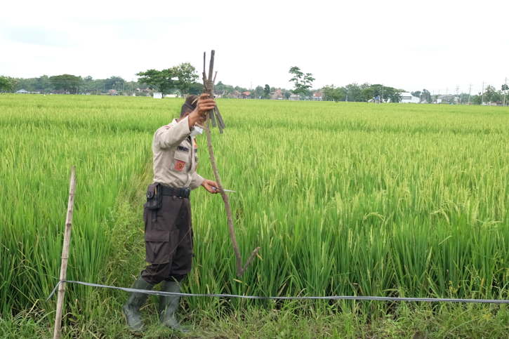 Petugas menggulung jebakan tikus dari bendrat yang biasanya dialirkan listrik di sawah Desa Pilangsari, Kecamatan Ngrampal, Sragen, Kamis (20/1/2022). (Solopos.com/Wahyu Prakoso)