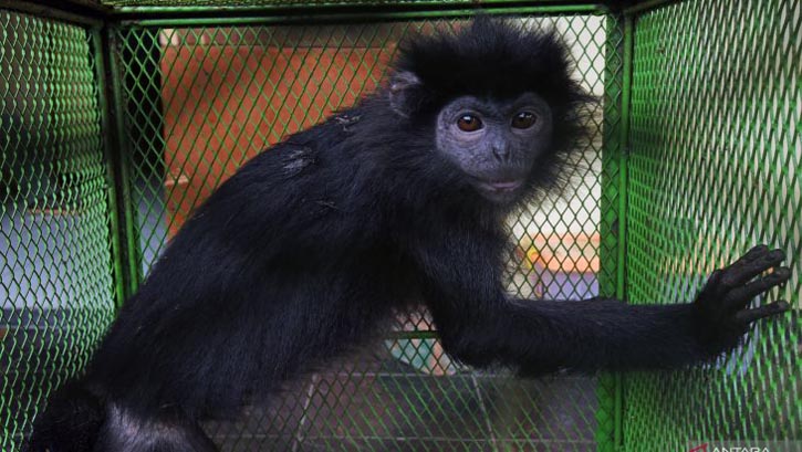 Seekor Lutung Jawa (Trachypithecus auratus) diamankan petugas di Kantor Balai Konservasi Sumber Daya Alam (BKSDA) Banten di Serang, Selasa (25/1/2021). Hewan dilindungi tersebut diamankan petugas setelah melakukan pendekatan persuasif kepada pemiliknya untuk dilepasliarkan kembali ke habitat aslinya. (ANTARA FOTO/Asep Fathulrahman)