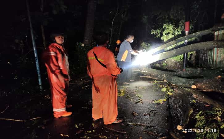 Hujan Deras Disertai Angin Kencang, 33 Rumah Rusak dan 27 Pohon Tumbang