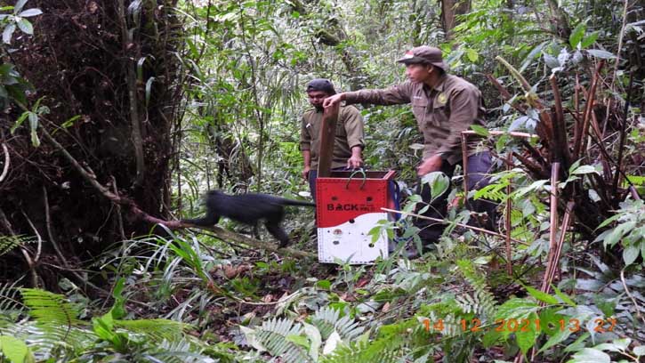 Memahami Lutung Jawa dan Mengakhiri Spekulasi Penundaan Pemilu