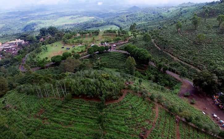 kebun teh jamus ngawi