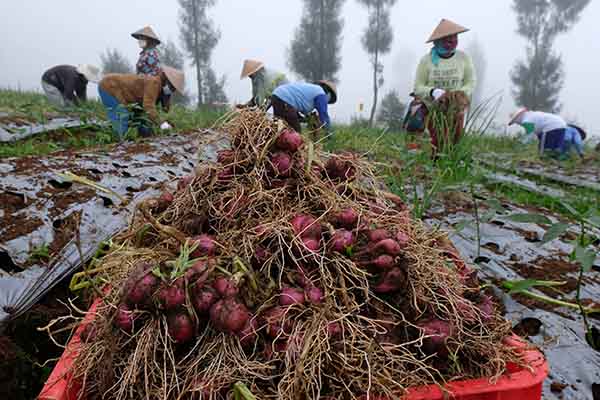 Program Food Estate, Petani Bawang Temanggung Panen 15,7 Ton/Hektare