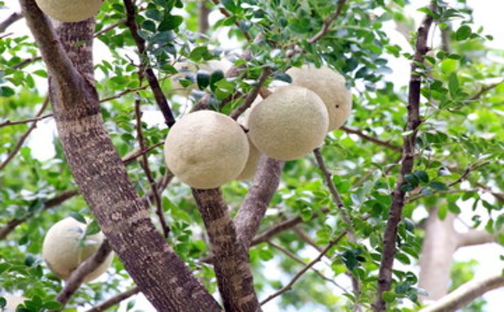 Sirup Kawista, Java Cola Khas Rembang