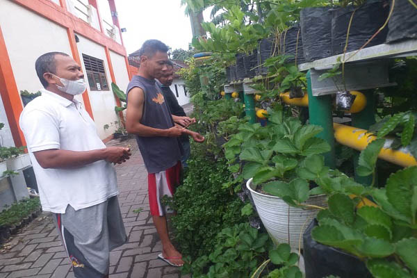 Supriyadi (kiri) dan Tulus (tengah) saat merawat tanaman Stroberi di pinggiran Sungai Gajah Wong, Muja Muju, Umbulharjo, Kota Jogja, Sabtu (5/3/2022). (Harian Jogja-Sunartono)
