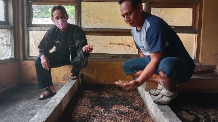 BUMDes Matesih Karanganyar budidaya maggot