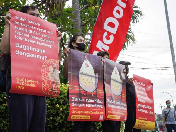 Animal Friends Jogja mengampanyekan isu kesejahteraan hewan yang diternakkan dan menjadi organisasi pertama yang menyuarakan isu ini di Indonesia. (cagefreeindonesia.org)