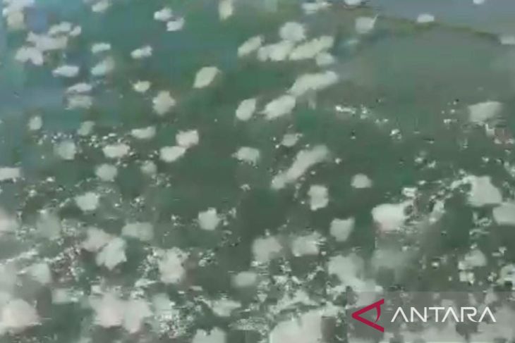 Kawanan Ubur-Ubur Muncul di Pantai Probolinggo Lebih Awal dari Biasanya