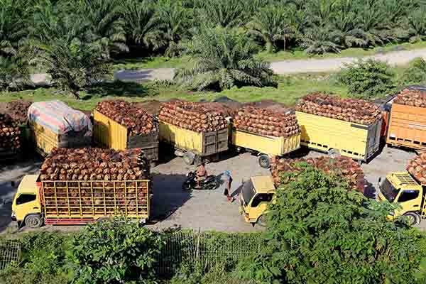 Sejumlah truk pengangkut Tanda Buah Segar (TBS) kelapa sawit mengantre untuk pembongkaran di salah satu pabrik minyak kelapa sawit milik PT.Karya Tanah Subur (KTS) Desa Padang Sikabu, Kaway XVI, Aceh Barat, Aceh, Selasa (17/5/2022). Harga jual Tanda Buah Segar (TBS) kelapa sawit tingkat petani sejak dua pekan terakhir mengalami penurunan dari Rp2.850 per kilogram menjadi Rp1.800 sampai Rp1.550 per kilogram, penurunan tersebut pascakebijakan pemeritah terkait larangan ekspor minyak mentah atau crude palm oil (CPO). ANTARA FOTO/Syifa Yulinnas/rwa.