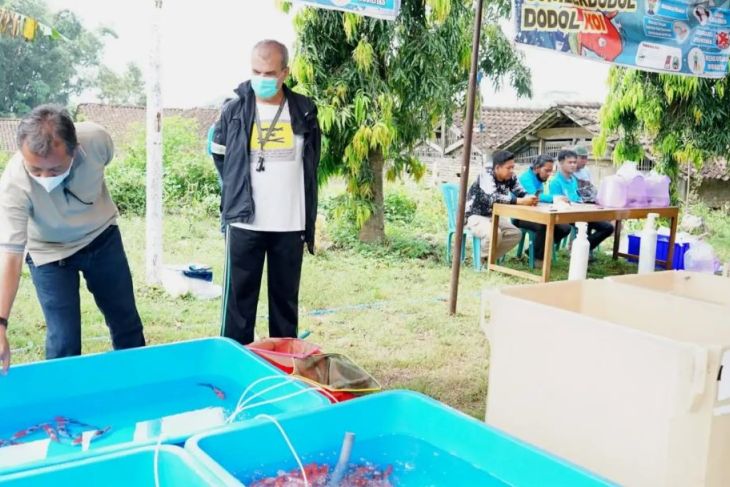 Mantap! Desa di Magetan Ini Dikembangkan Jadi Sentra Ikan Koi