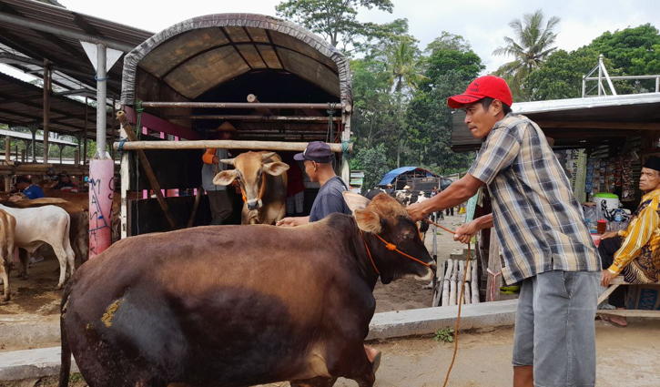 Curhat Bakul Sapi di Boyolali Jelang Iduladha 2022, Harga Jual Turun