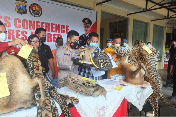 Kulit Satwa Dilindungi Dibuat Kerajinan, Pria Jember Ditangkap Polisi