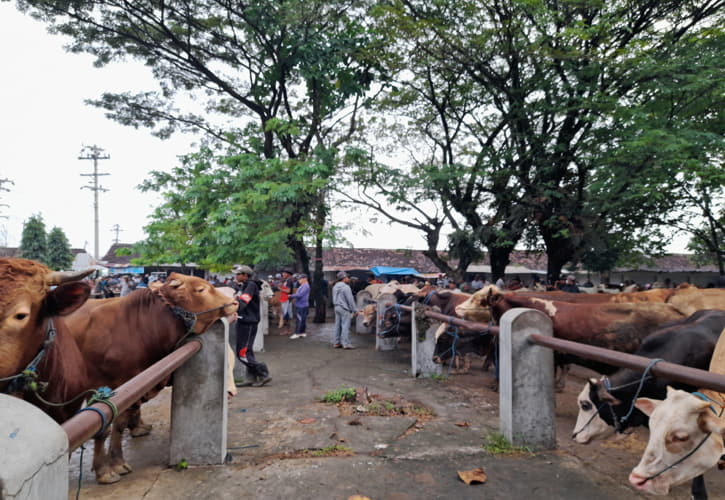 Aktivitas jual beli sapi di Pasar Hewan Nglangon, Sragen, pada hari pasaran Pahing, Sabtu (21/5/2022). (Solopos/Tri Rahayu)
