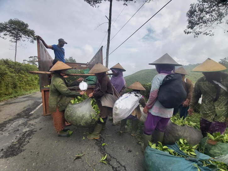 pemetik daun teh