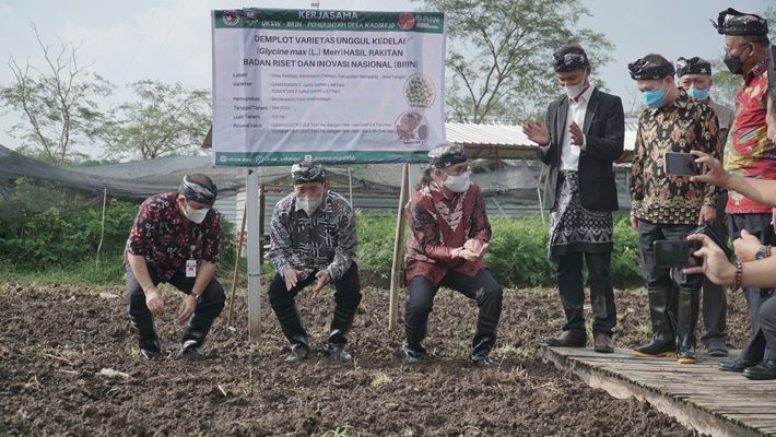Penanaman bibit kedelai varietas unggul di lahan Desa Kadirejo, Kecamatan Pabelan, Kabupaten Semarang, Selasa (10/05/2022) sore.