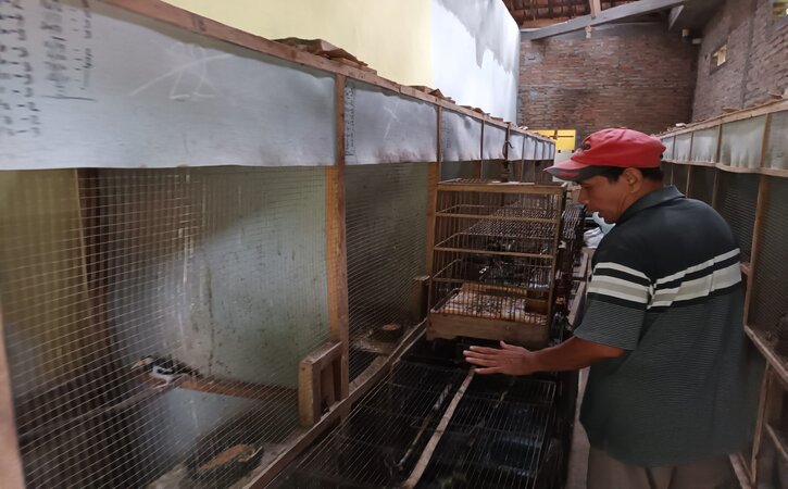Penangkaran burung jalak di Kampung Jalak, Dukuh Nglebak, Desa Krakitan, Kecamatan Bayat, Kabupaten Klaten, Kamis (26/5/2022). Johar, salah satu penangkar di Kampung Jalak menjelaskan jenis burung berdasarkan usianya. (Solopos.com/Fahmi Ghiffari).