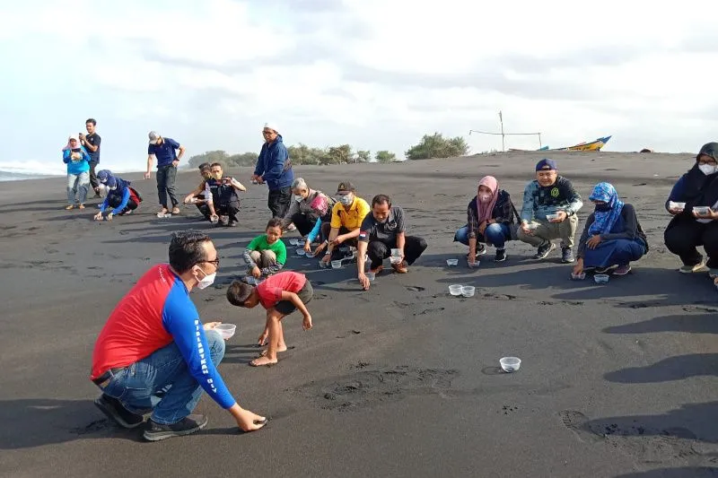 144 Tukik Dilepas di Pantai Bugel, Posisi Kepala Hadap Darat, Kenapa?