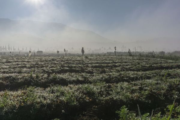 Seorang petani melihat tanaman sayur miliknya yang mati akibat "embun upas" atau udara yang mengkristal menjadi es, di Desa Dieng Kulon, Banjarnegara, Jateng, Kamis (13/8/2019). "Embun upas" merupakan fenomena udara yang membeku dan mengkristal akibat suhu dibawah Nol derajat celcius, yang terjadi dalam tiga bulan terakhir karena cuaca ekstrim di dataran tinggi dieng, dan menyebabkan tanaman mati. ANTARAFOTO/Idhad Zakaria/pd/15.