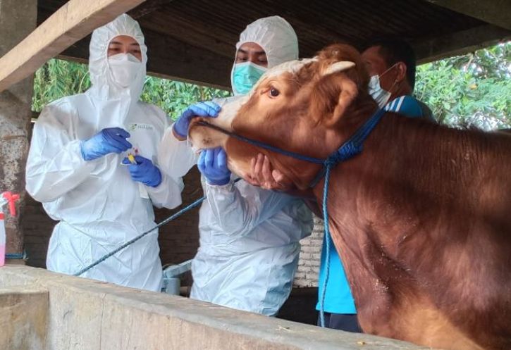 3.800 Sapi di 6 Kecamatan di Sragen Bakal Divaksin PMK Akhir Pekan Ini