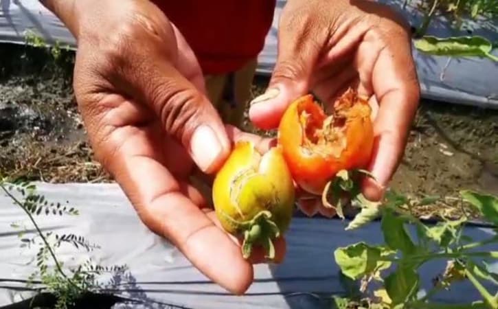 Petani di Kecamatan Kebonsari, Kabupaten Madiun, menunjukkan tomat yang rusak akibat terserang hama, kemarin. (Abdul Jalil/Solopos.com)