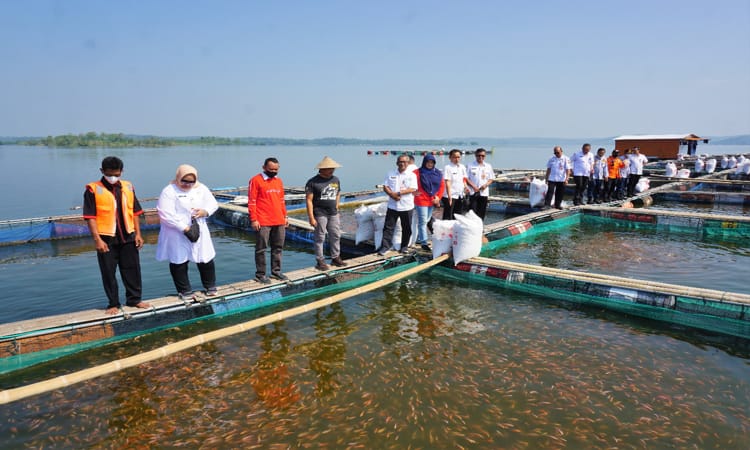 Bupati Sragen Kusdinar Untung Yuni Sukowati (kedua dari kiri) bersama rombongan memberi pakan ikan di keramba milik petani keramba di perairan WKO Sumberlawang, Sragen, belum lama ini