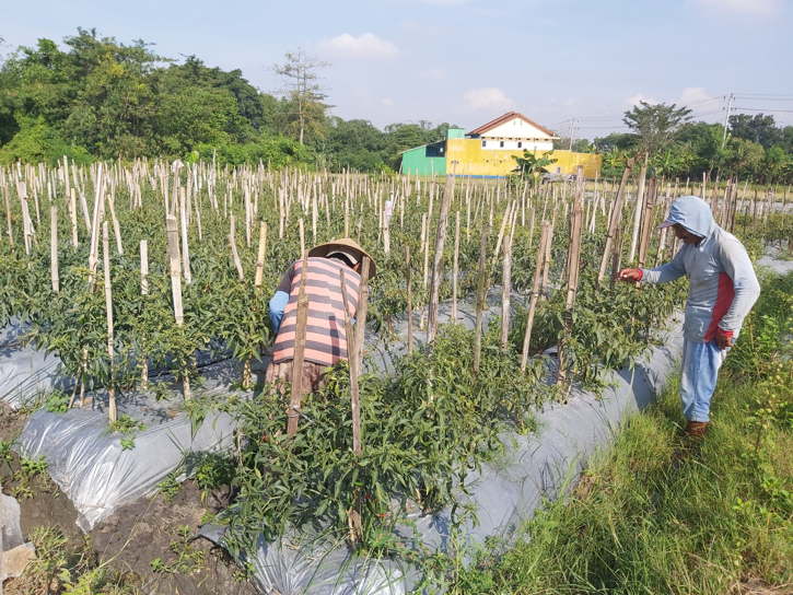 Maling Obrak-abrik Ladang Sayuran Petani di Matesih Karanganyar