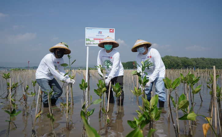 Tutup Rangkaian HUT ke-52, Astra Motor Tanam 10.000 Mangrove