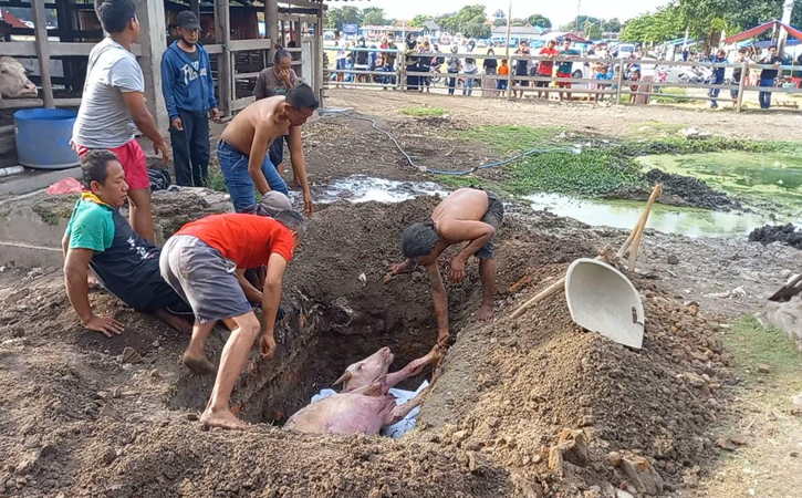 Kebo Bule Milik Keraton Solo Mati Lagi, Pemkot Menunggu Hasil Uji Lab