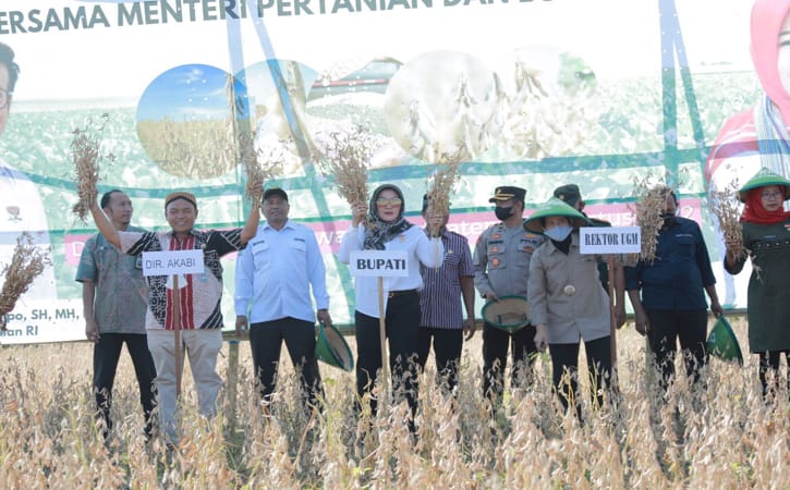 Direktur Aneka Kacang dan Umbi Kementerian Pertanian, Yuris Tiyanto, dan Bupati Klaten, Sri Mulyani, melakukan panen kedelai di Desa Burikan, Kecamatan Cawas, Kamis (18/8/2022). (Istimewa/Bagian Prokopim Klaten)