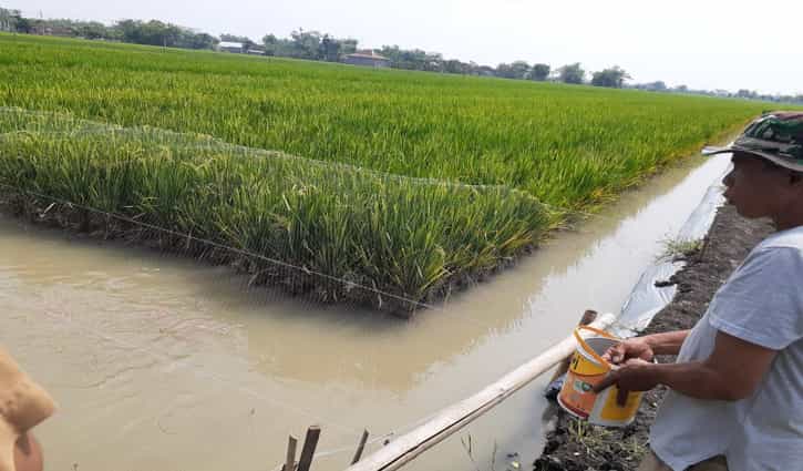Kelurahan Sukoharjo Kembangkan Minapadi, Ini Keunggulannya