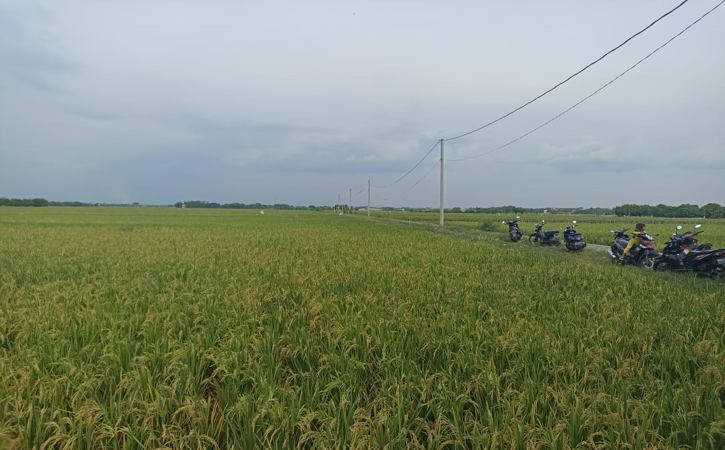 Ilustrasi cerah berawan prakiraan cuaca Sukoharjo hari ini.
Suasana lahan pertanian di Pranan, Polokarto, Sukoharjo, foto diambil September 2022. (Solopos.com/Magdalena Navriana Putri).
