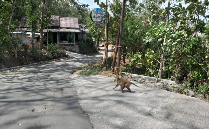 Kera ekor panjang masuk ke pemukiman dan mengambil buah mangga di Desa Sendang, Kecamatan/Kabupaten Wonogiri, Kamis (29/9/2022). Kera ekor panjang dikeluhkan petani dan warga lantaran merusak tanaman pertanian di Wonogiri. (Solopos.com/Muhammad Diky Praditia)