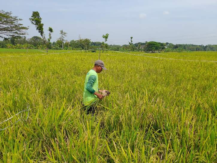Ilustrasi. Seorang petani di Desa Bedoro, Kecamatan Sambungmacan, Sragen, mengambil rumpun tanaman padi yang sudah berbuah tetapi tidak produktif, Rabu (21/9/2022). (Solopos.com/Tri Rahayu)