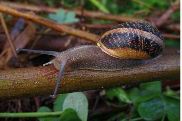 Penyakit Demam Keong di Indonesia hanya Ditemukan di Sulawesi Tengah