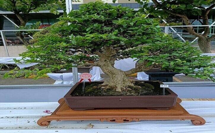 Daftar Harga Bonsai Kecantikan Alam yang Terukir dalam Bentuk Kecil Anting Putri, Bonsai Cantik Harga Selangit - Lifestyle Solopos.com