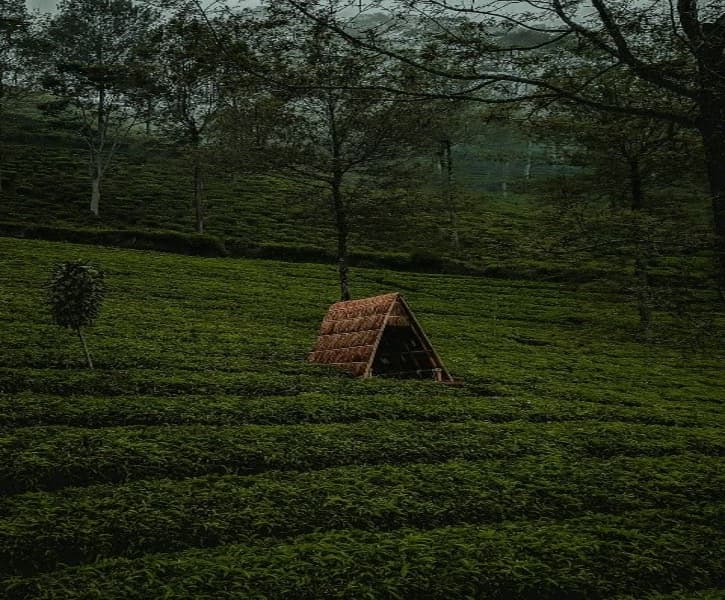 3 Rekomendasi Wisata di Kaki Gunung Slamet Jateng, dari Brebes hingga
