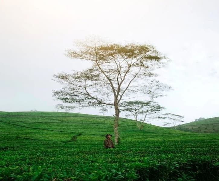 3 Rekomendasi Wisata di Kaki Gunung Slamet Jateng, dari Brebes hingga